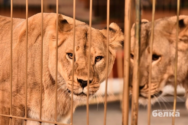 В Гомель приехал легендарный дрессировщик диких кошек В Гомель приехал легендарный дрессировщик диких кошек