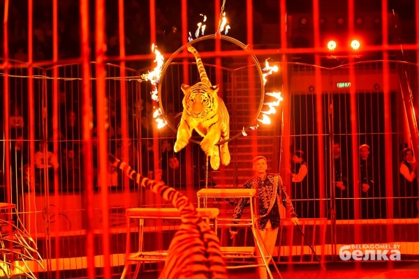 В Гомель приехал легендарный дрессировщик диких кошек В Гомель приехал легендарный дрессировщик диких кошек