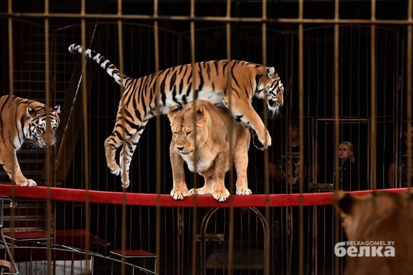 В Гомель приехал легендарный дрессировщик диких кошек В Гомель приехал легендарный дрессировщик диких кошек