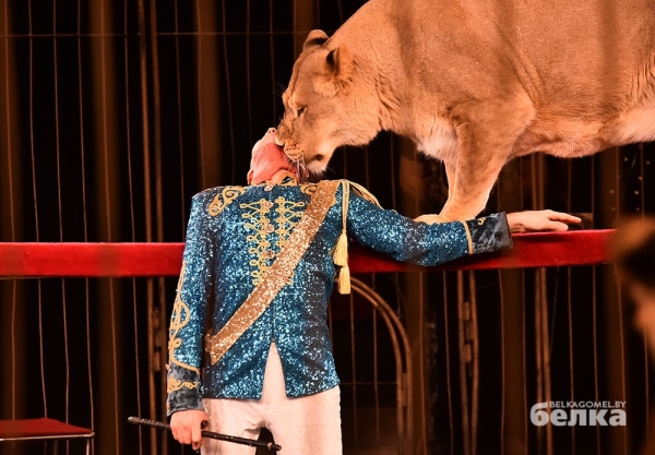 В Гомель приехал легендарный дрессировщик диких кошек В Гомель приехал легендарный дрессировщик диких кошек