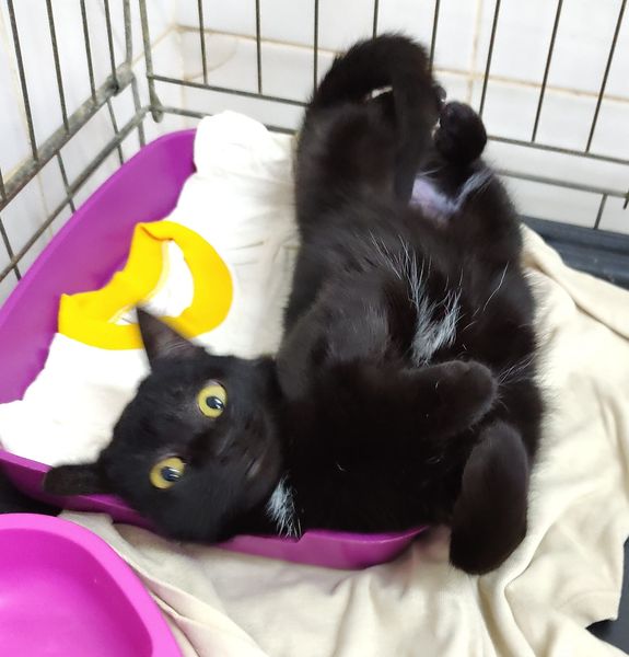 Как Витебский приют «Добрик» Новый год начал? Как Витебский приют «Добрик» Новый год начал?