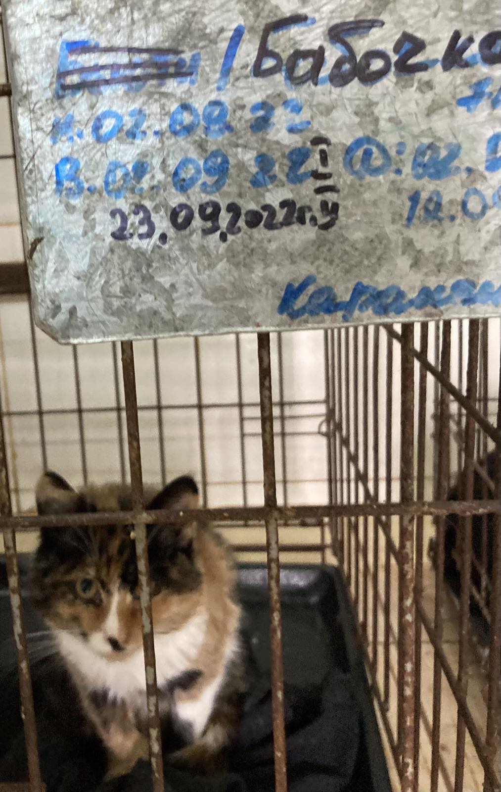 Как Витебский приют «Добрик» Новый год начал? Как Витебский приют «Добрик» Новый год начал?