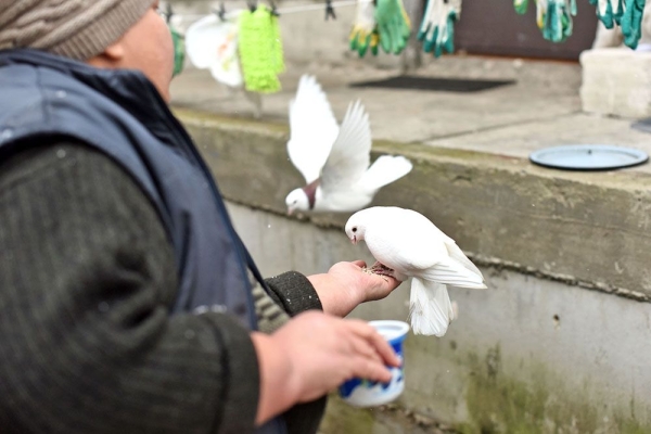 В Гомеле ищут дом для голубиной пары. Посмотрите, какие они красивые