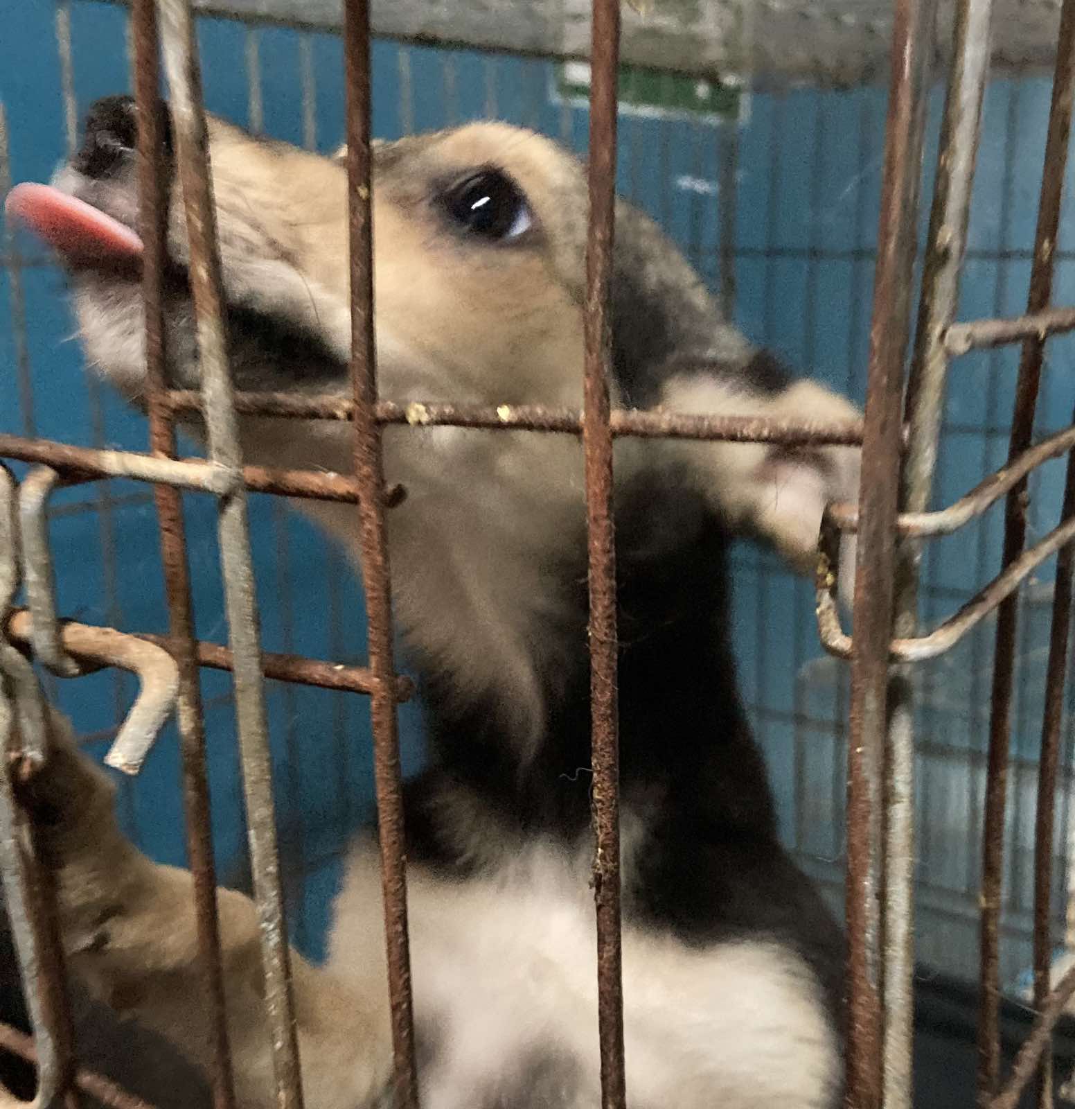 Віцебскі прытулак «Добрык» — тэрыторыя надзеі і добразычлівасці Віцебскі прытулак «Добрык» — тэрыторыя надзеі і добразычлівасці