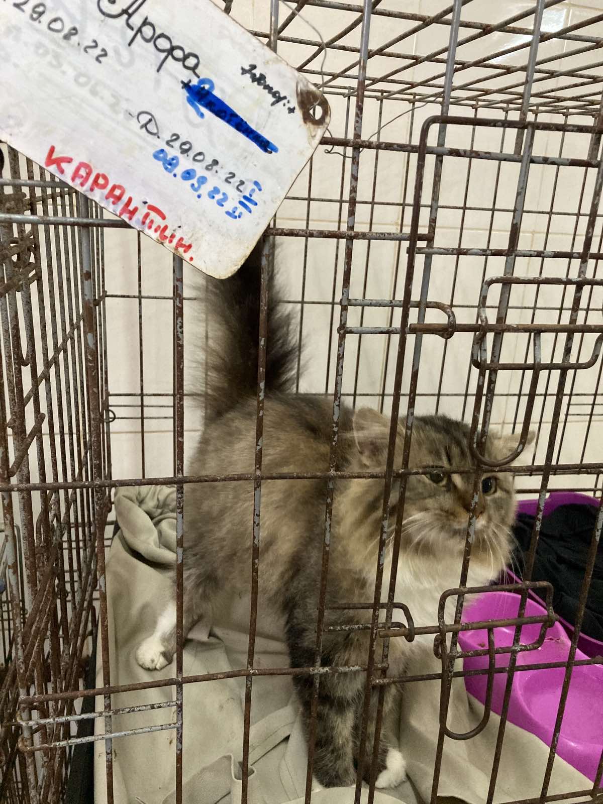 Віцебскі прытулак «Добрык» — тэрыторыя надзеі і добразычлівасці Віцебскі прытулак «Добрык» — тэрыторыя надзеі і добразычлівасці