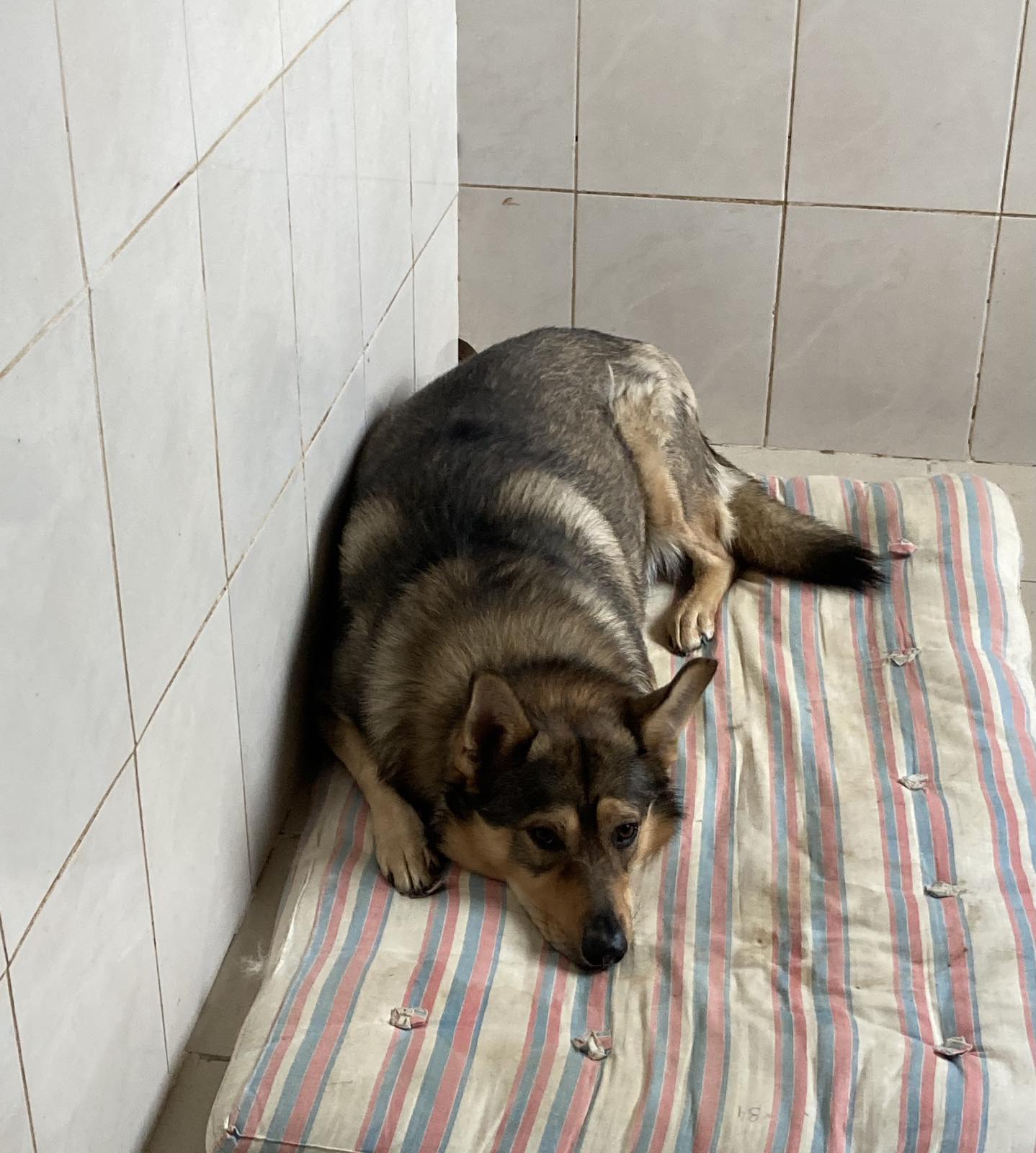 Как Витебский приют «Добрик» Новый год начал? Как Витебский приют «Добрик» Новый год начал?