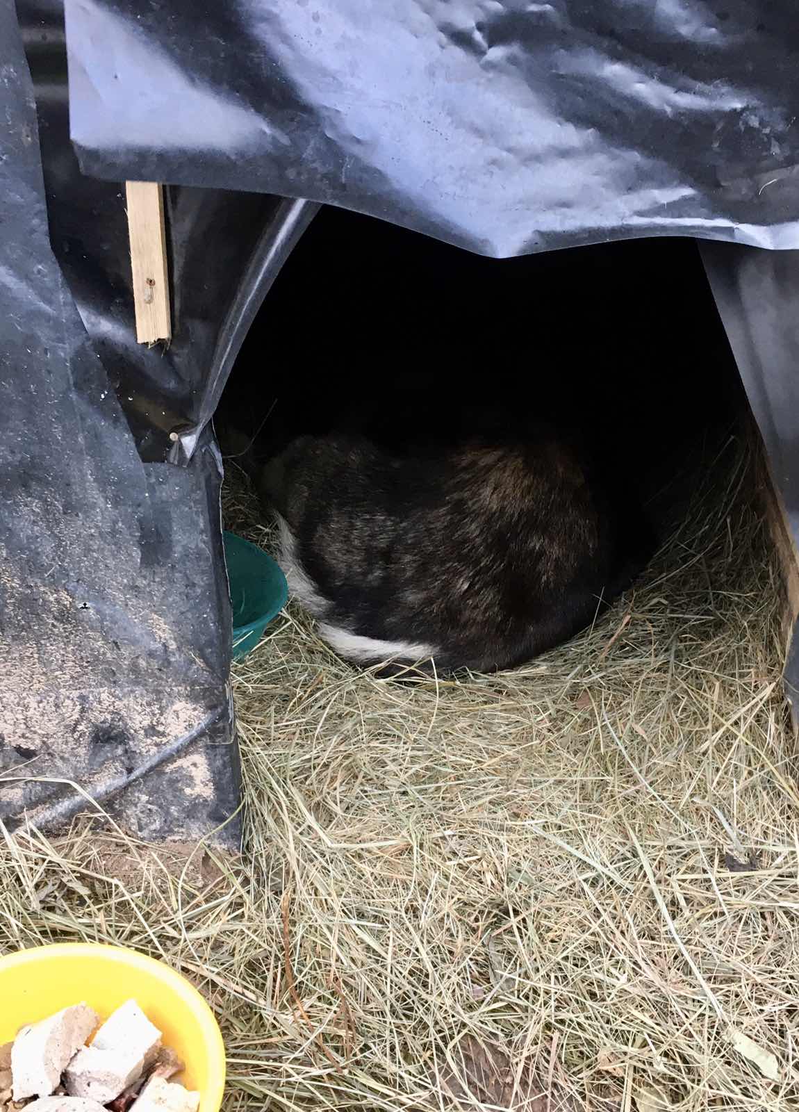 Тутэйшы Хаціка Тутэйшы Хаціка