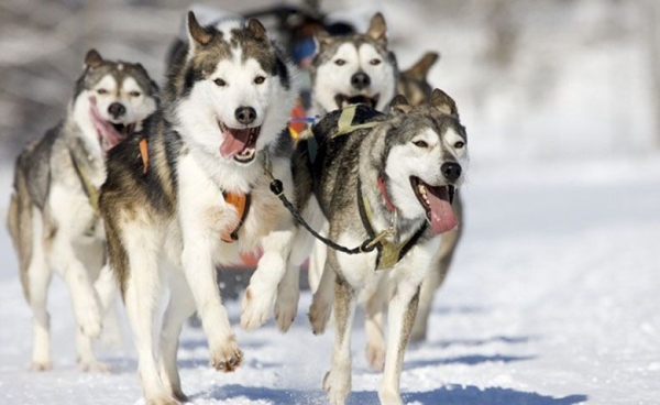 Выходные в Гомеле. Куда сходить 20-21 января?