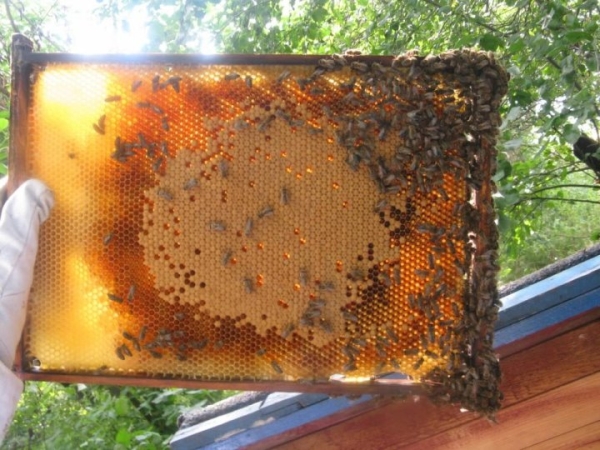 В Варшаве задержали двоих подростков – 13-летних белоруса и украинку. Что они сделали? В Варшаве задержали двоих подростков – 13-летних белоруса и украинку. Что они сделали?