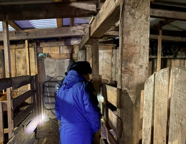 Свиньи загрызли 17-летнюю школьницу