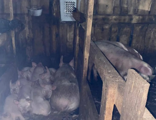 Свиньи загрызли 17-летнюю школьницу