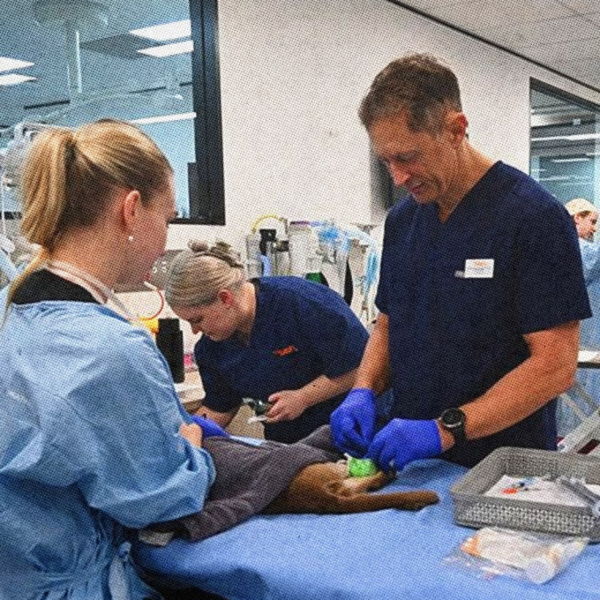 Этот кот пережил часовую стирку в машинке Этот кот пережил часовую стирку в машинке